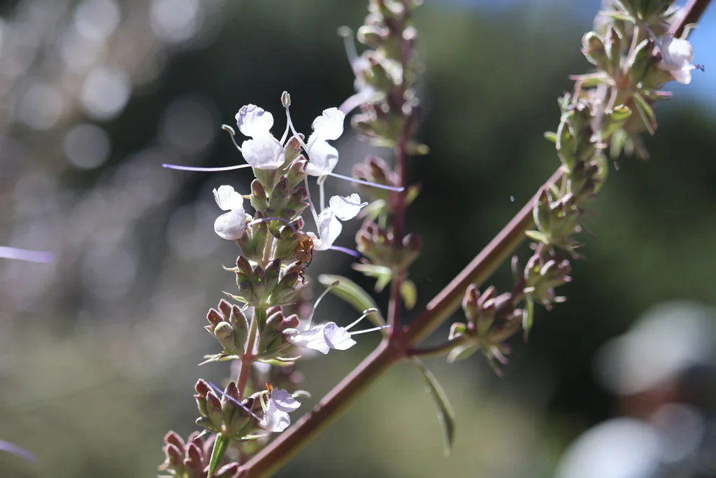 Salvia Apiana