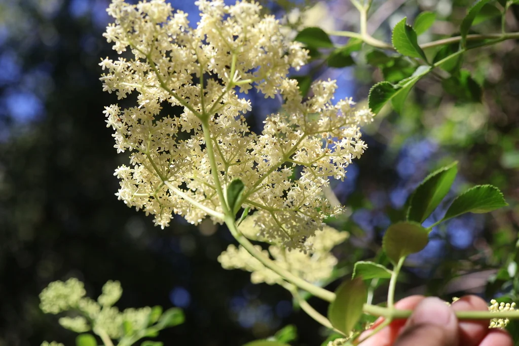 Sambucus Mexicana