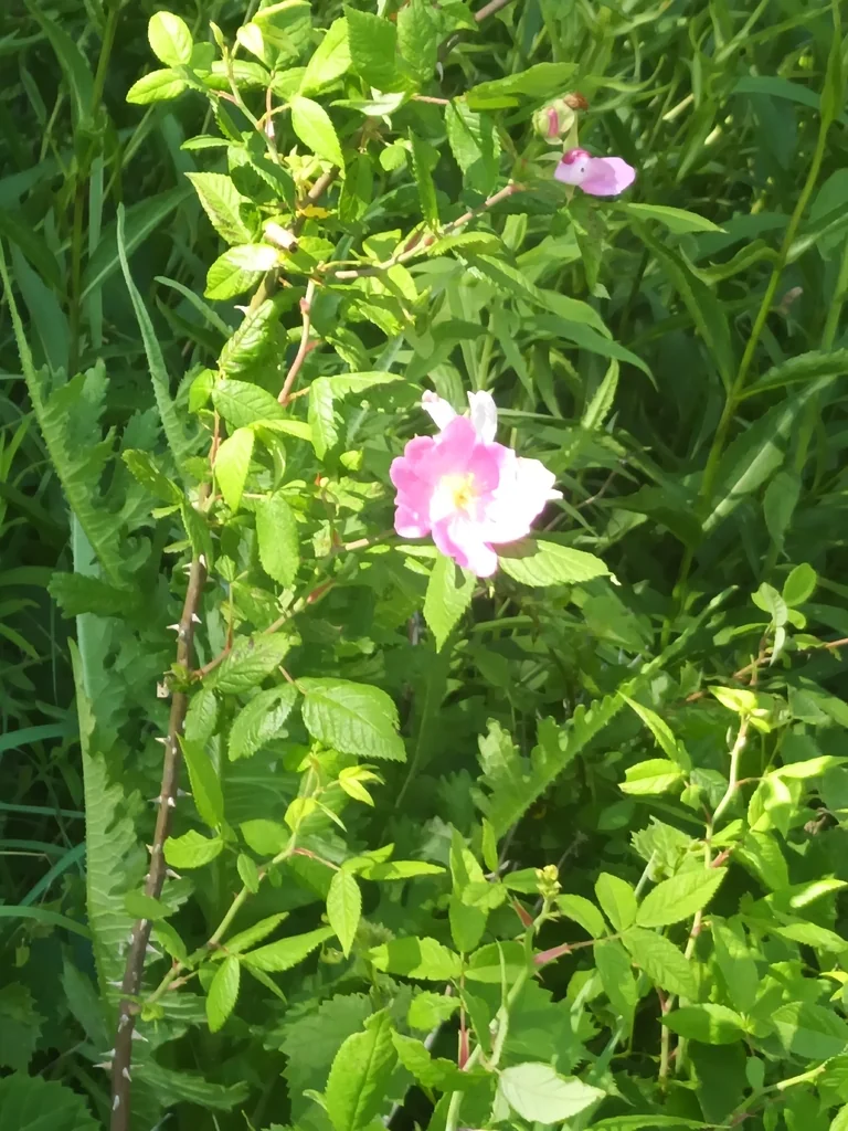 Rosa Setigera