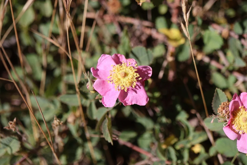 Rosa Californica