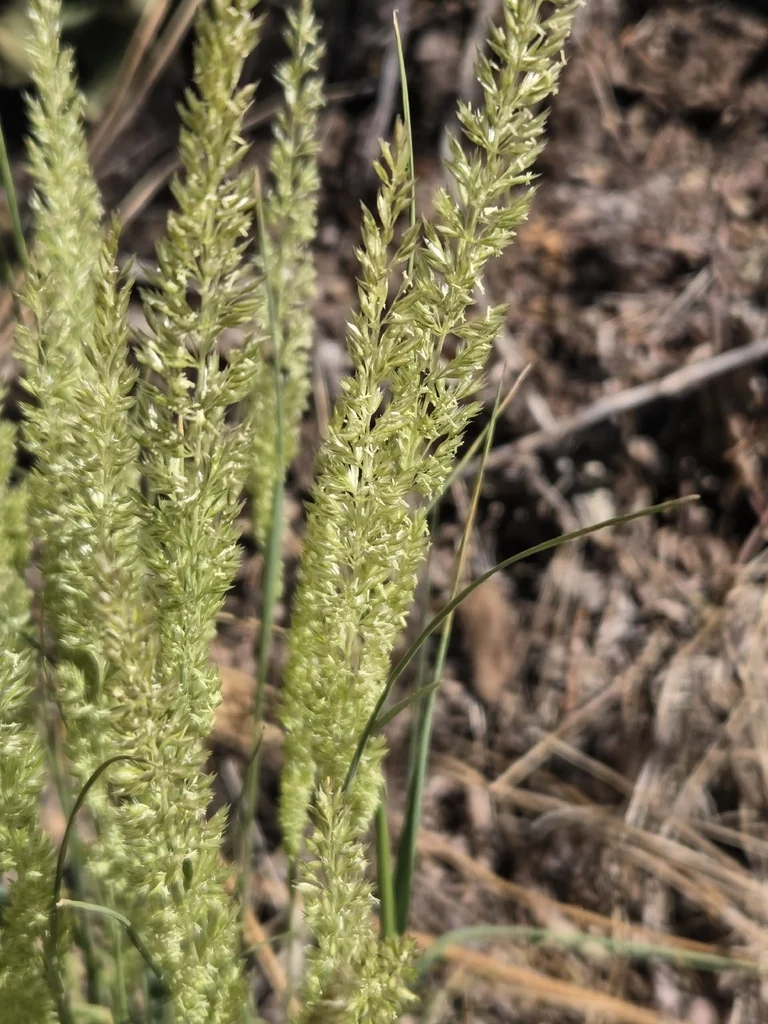 Koeleria Macrantha
