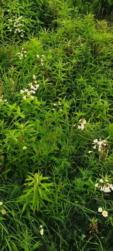 Penstemon Digitalis
