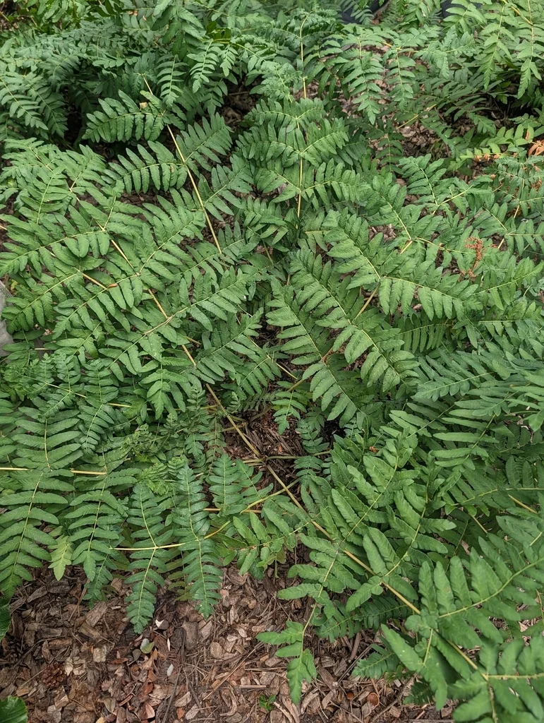 Osmunda Regalis
