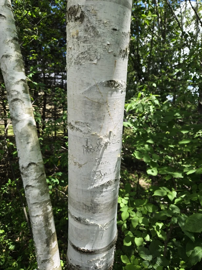 Betula Papyrifera