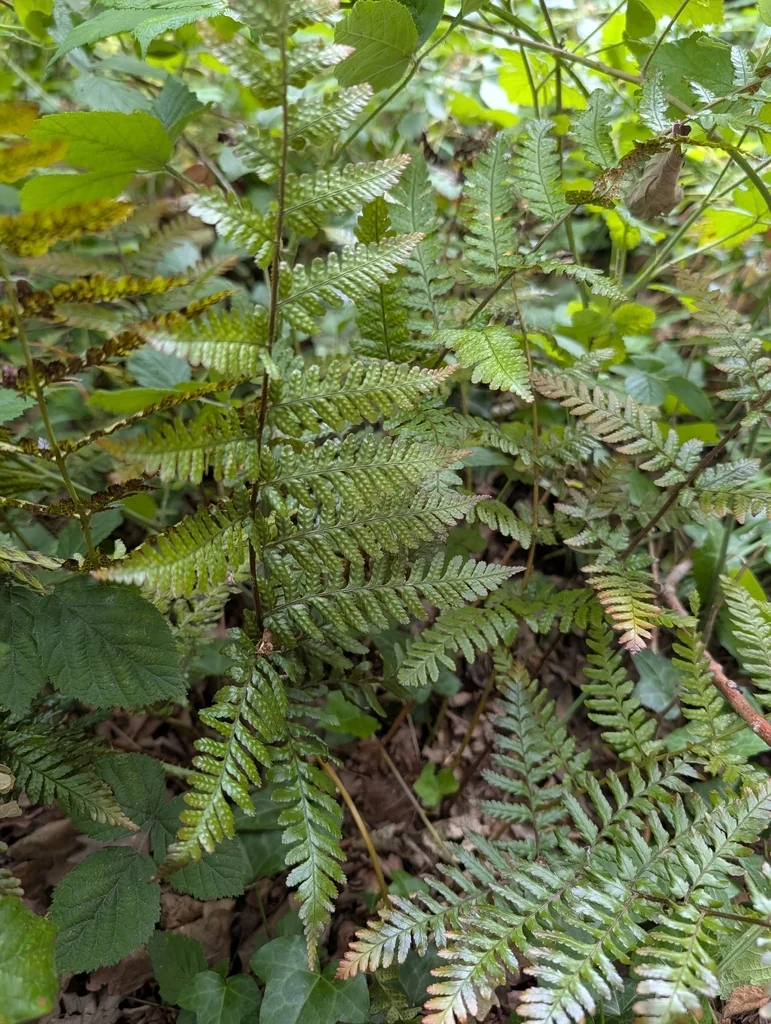 Dryopteris erythrosora