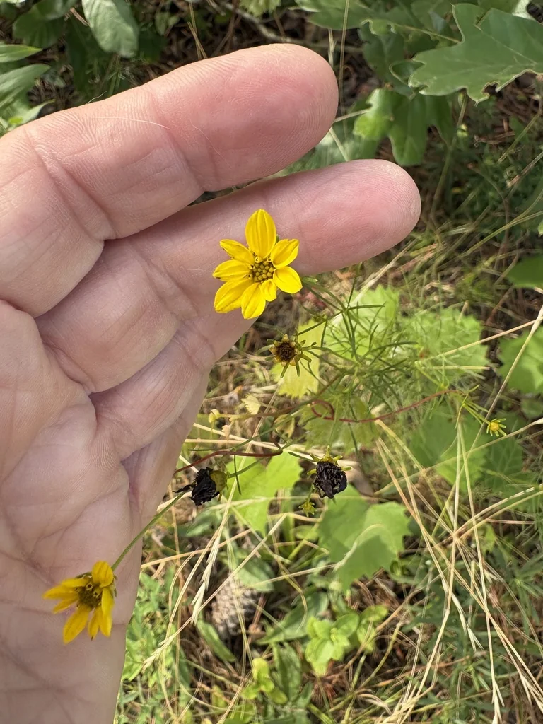 Coreopsis verticillata