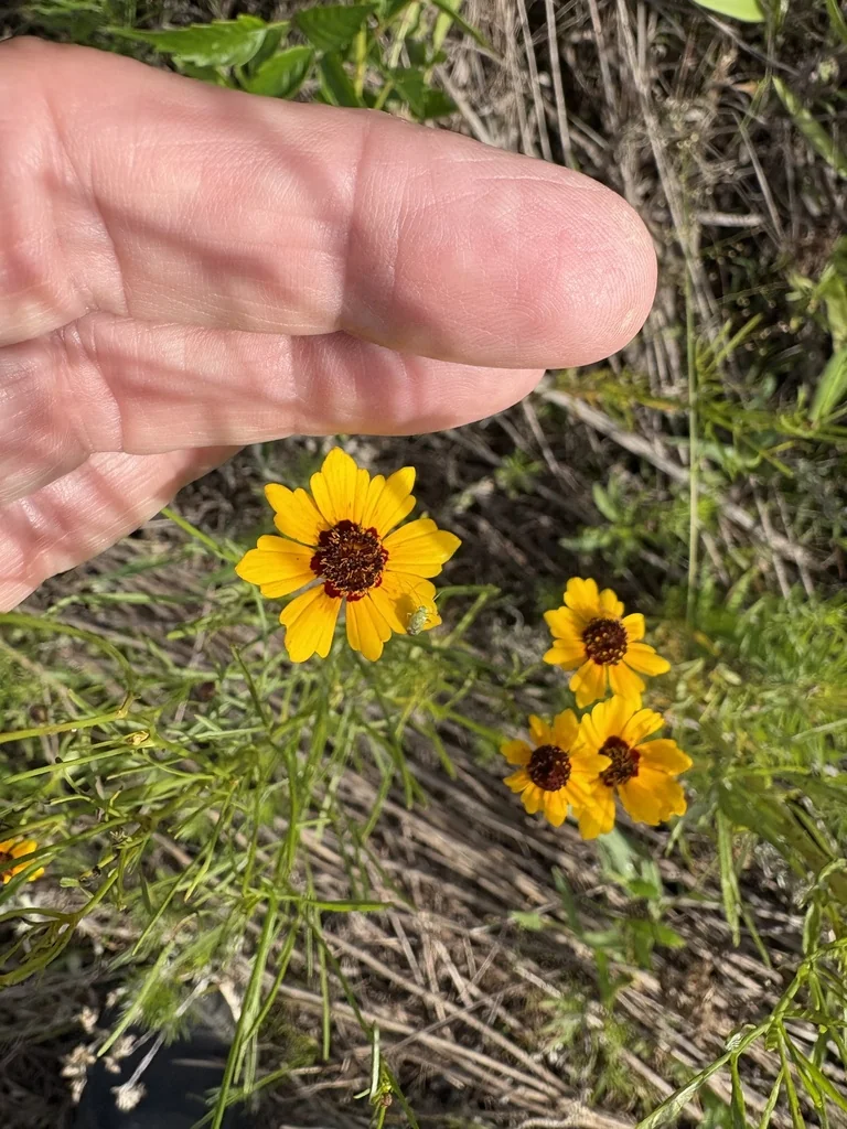 Coreopsis Tinctoria
