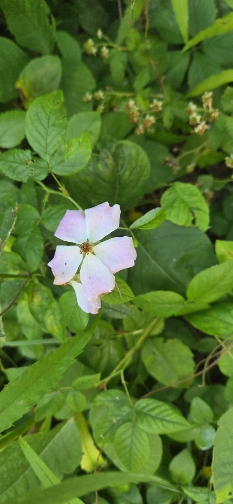 Rosa Setigera