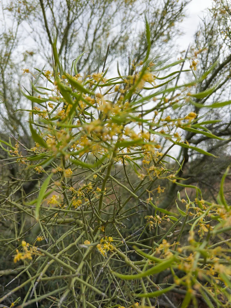 Parkinsonia Microphylla