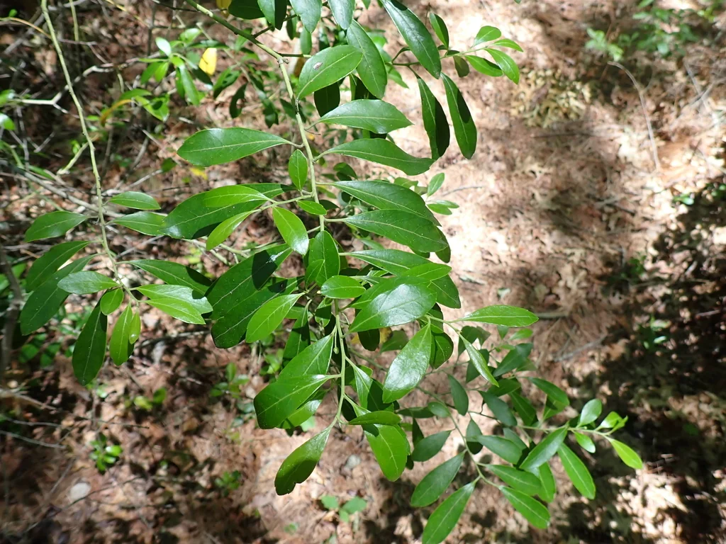 Ilex glabra
