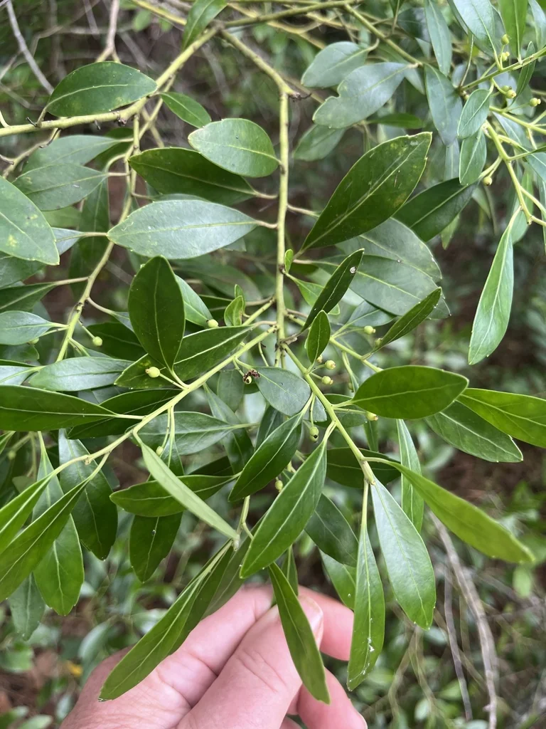 Ilex glabra