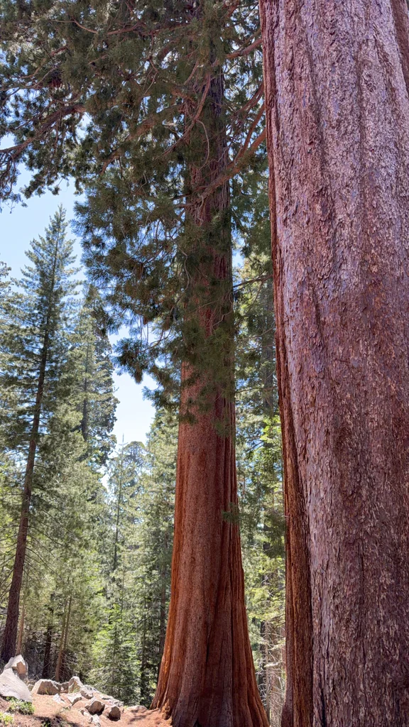 Sequoiadendron Giganteum