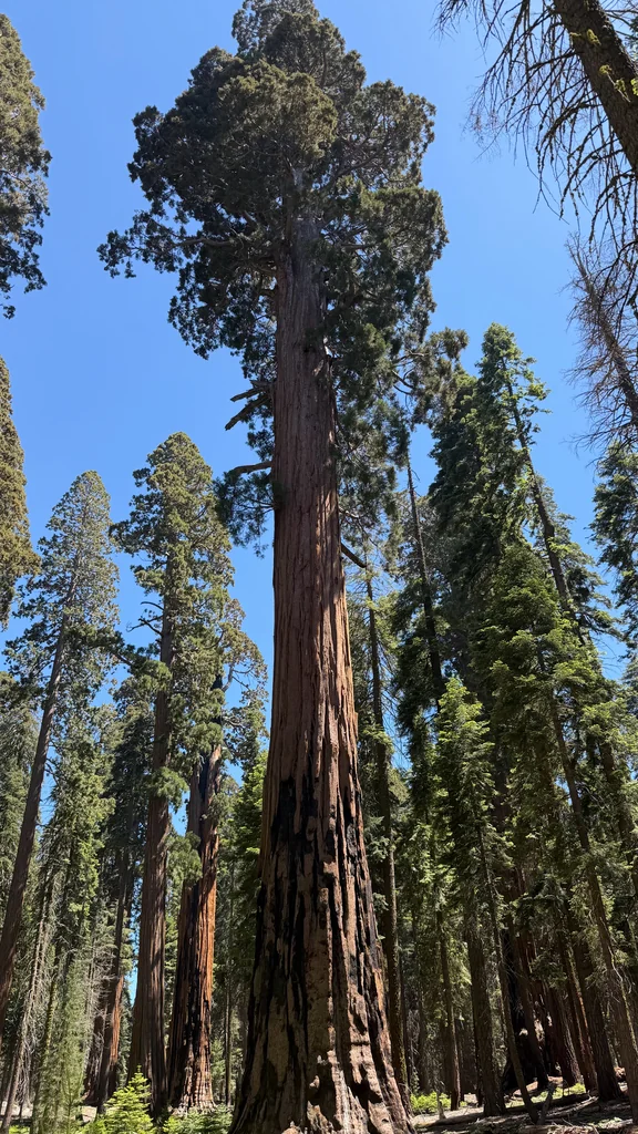 Sequoiadendron Giganteum