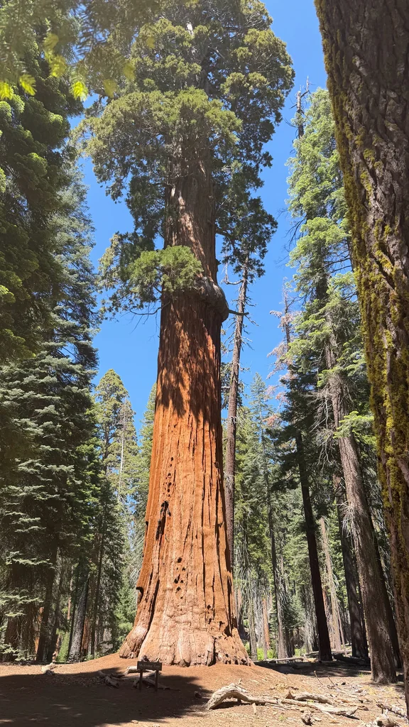 Sequoiadendron Giganteum