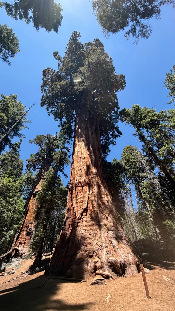 Sequoiadendron Giganteum