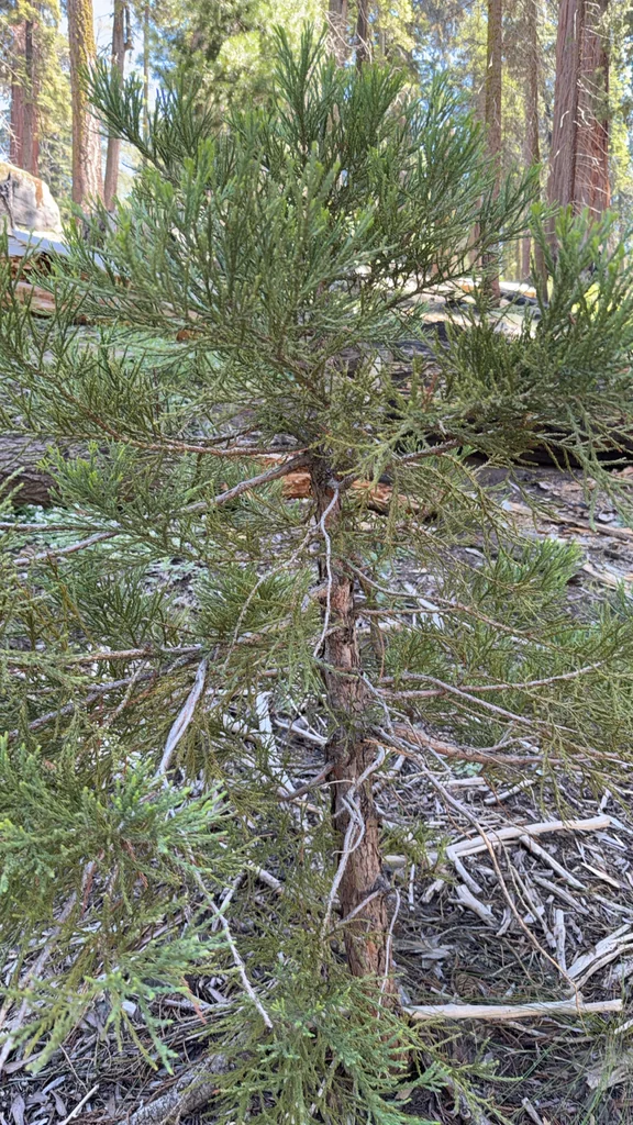 Sequoiadendron Giganteum