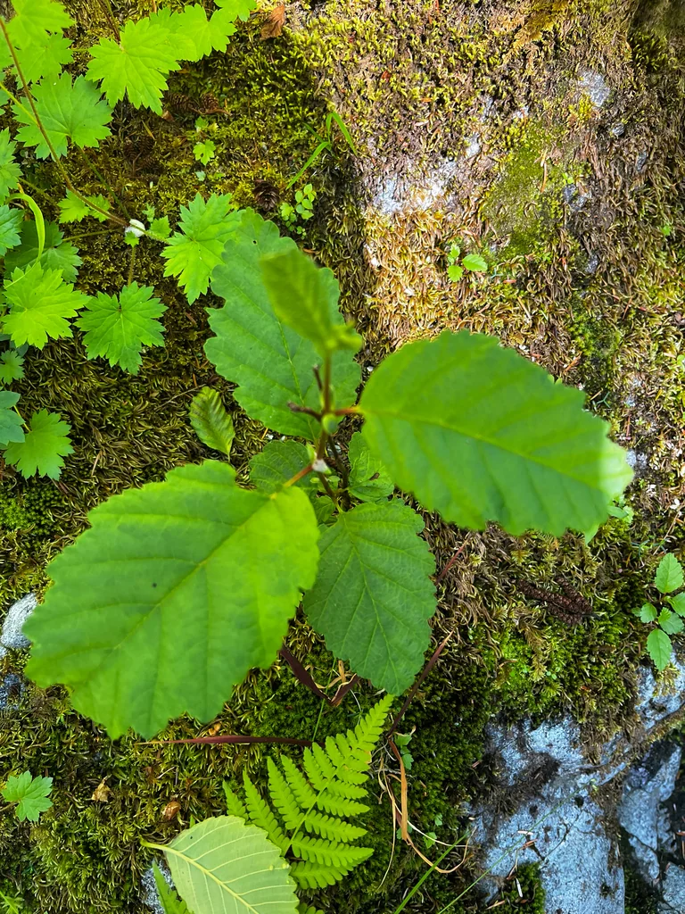 Alnus Rubra