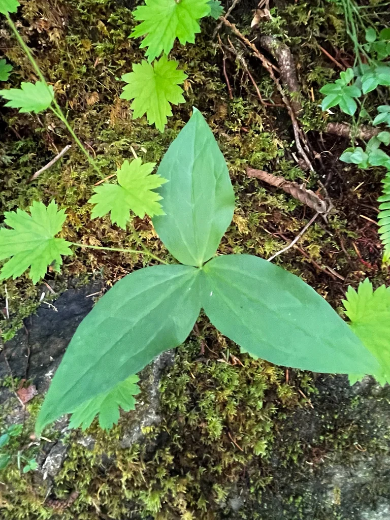 Trillium Ovatum