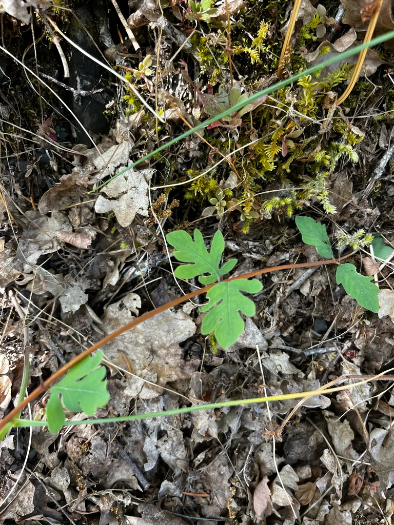 Symphoricarpos Mollis