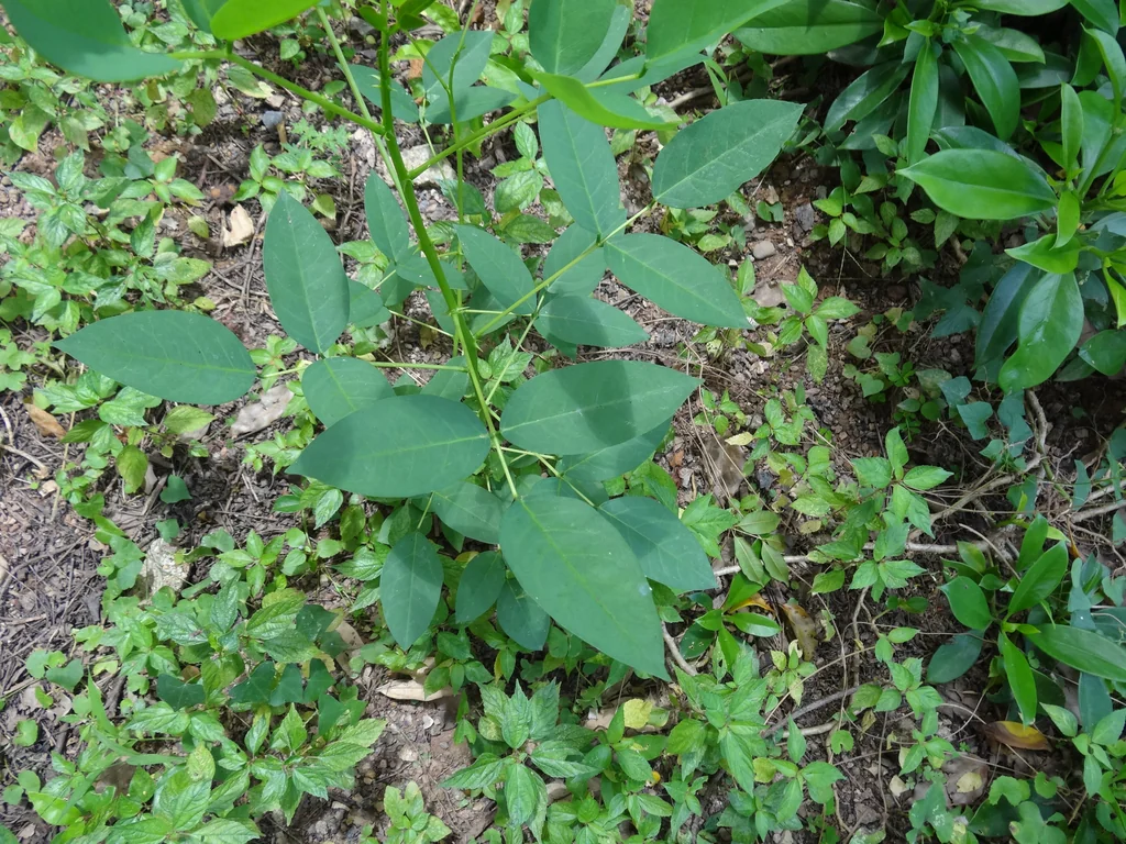 Erythrina Crista-Galli