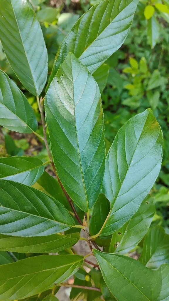 Rhamnus Caroliniana