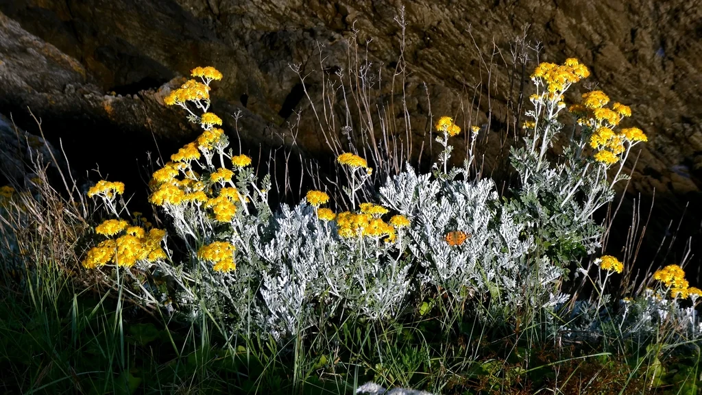 Senecio Cineraria