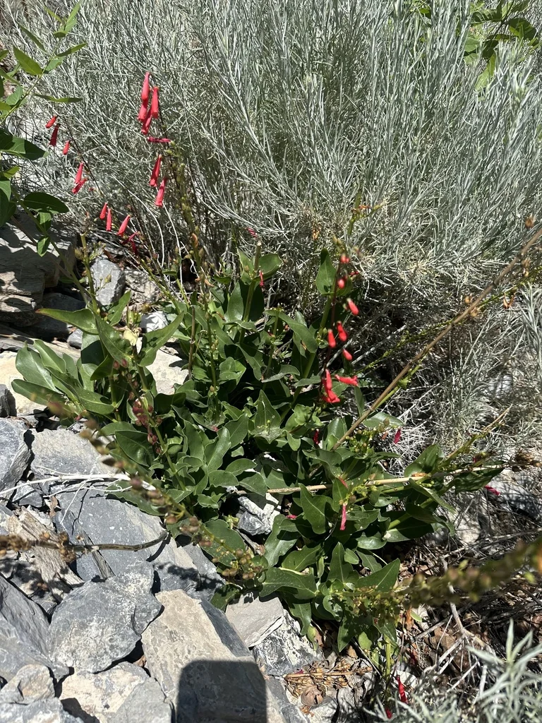 Penstemon Eatonii