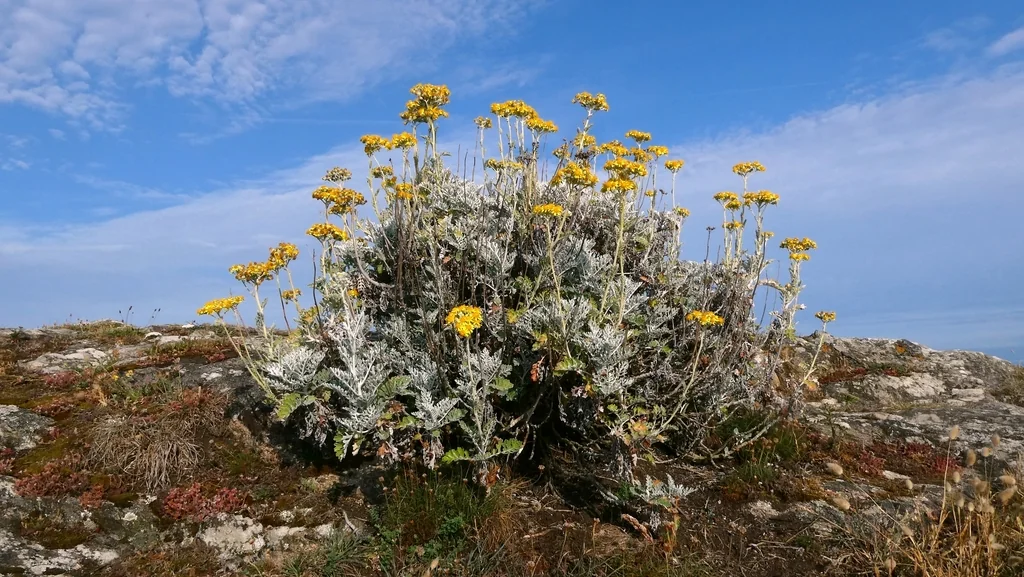 Senecio Cineraria