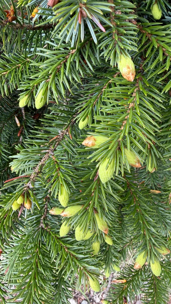 Picea Sitchensis