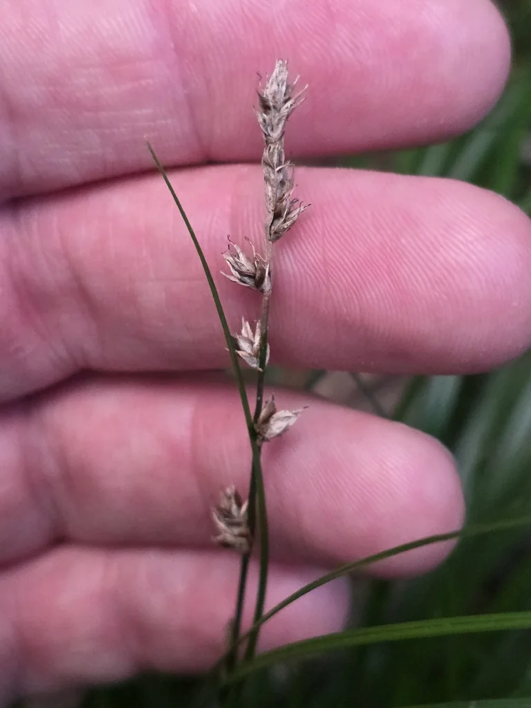 Carex Divulsa