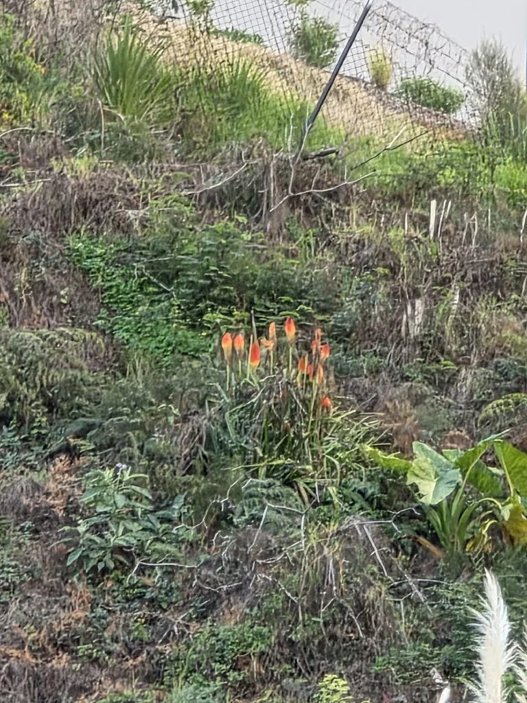 Kniphofia Uvaria