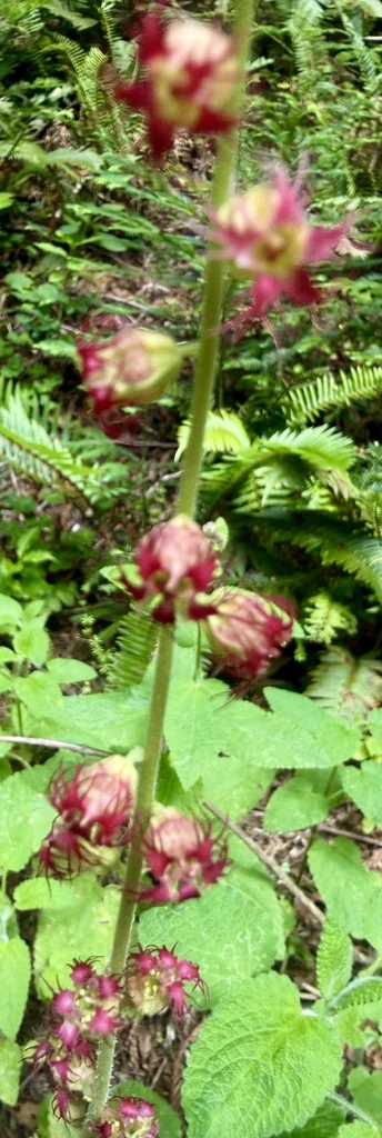 Tellima Grandiflora