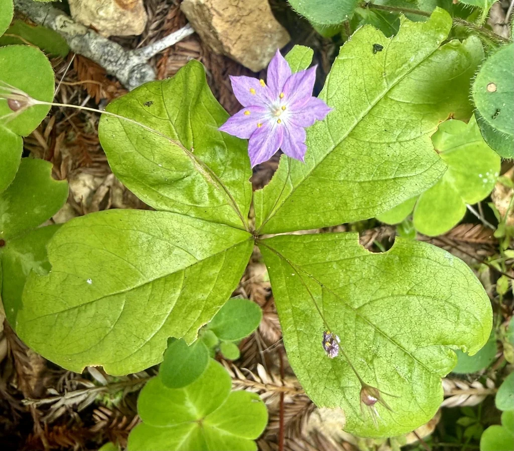 Trientalis Latifolia