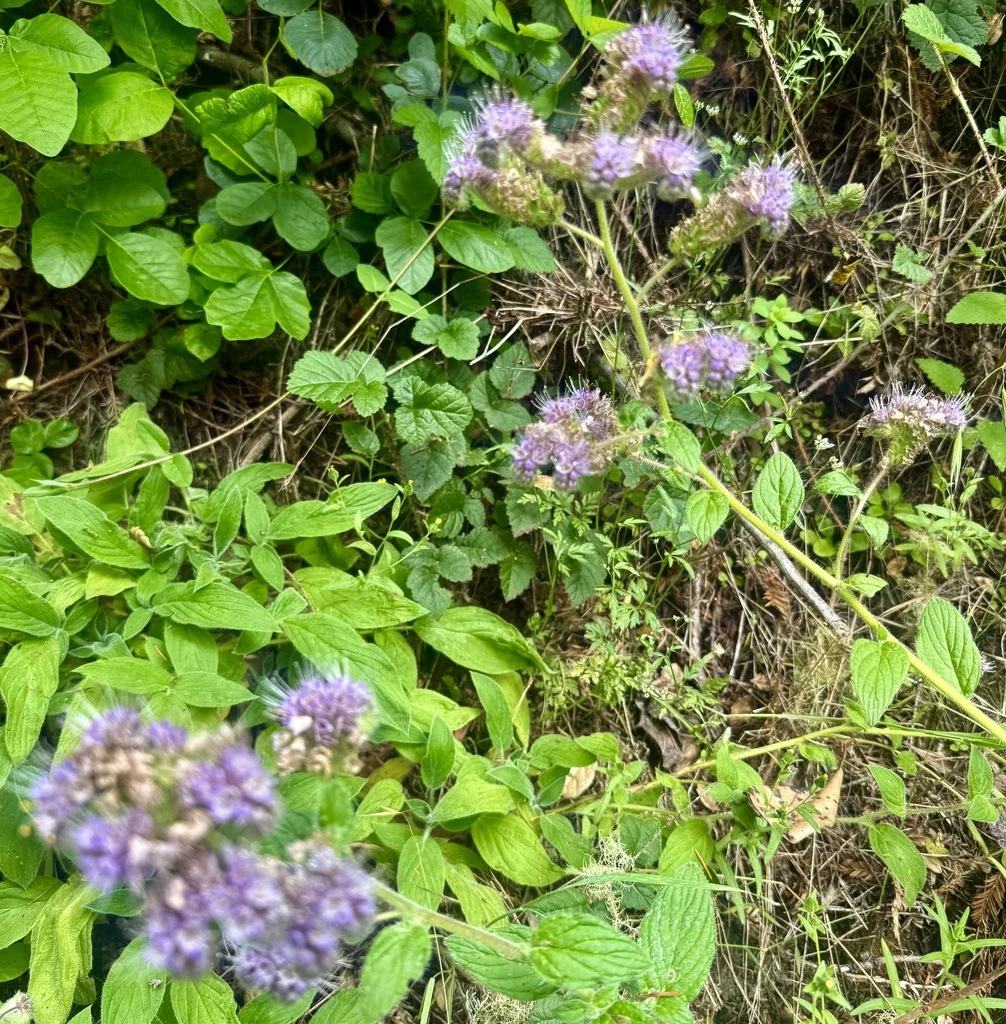 Phacelia Californica