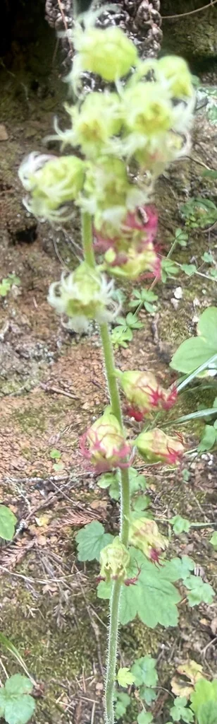 Tellima Grandiflora