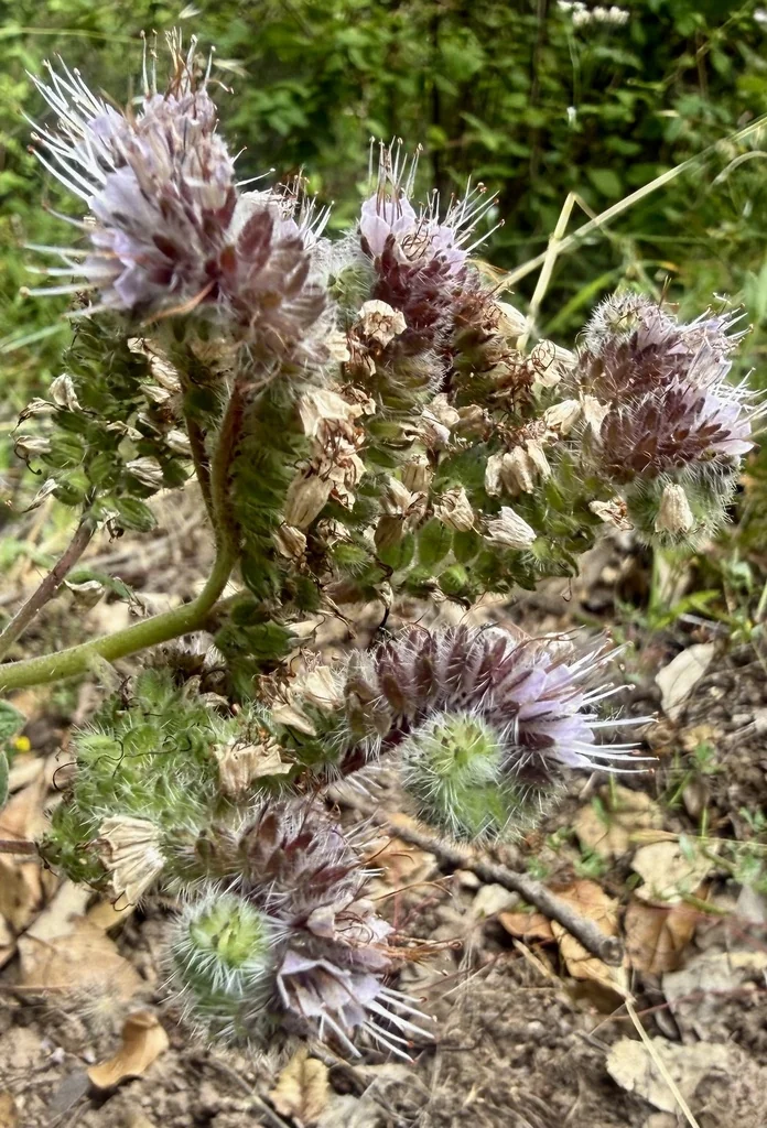 Phacelia Californica