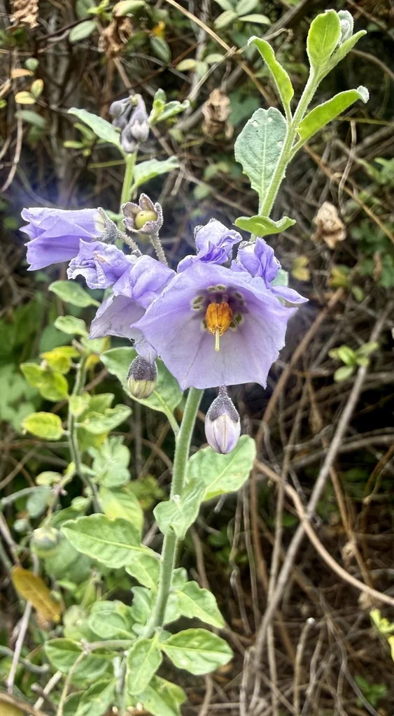 Solanum Umbelliferum