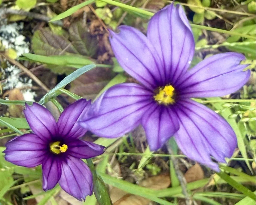Sisyrinchium Bellum