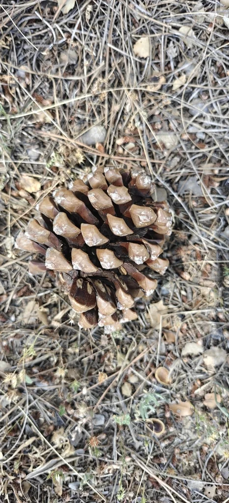 Pinus Pinea