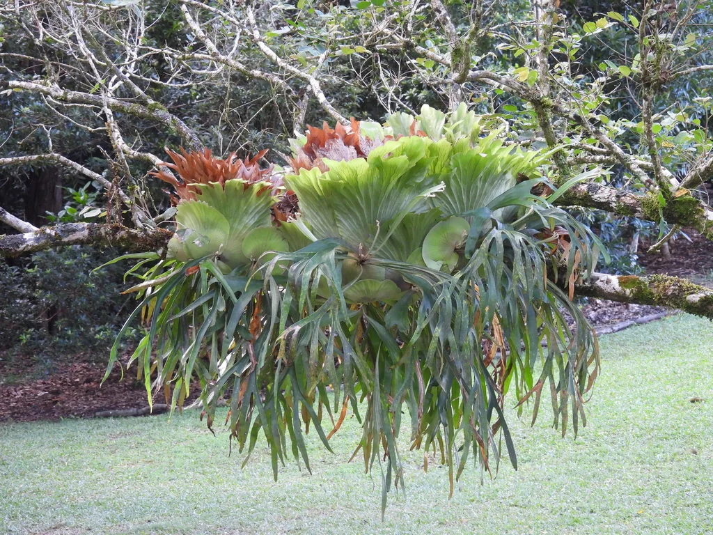 Platycerium bifurcatum