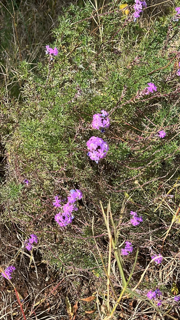 Verbena Tenuisecta