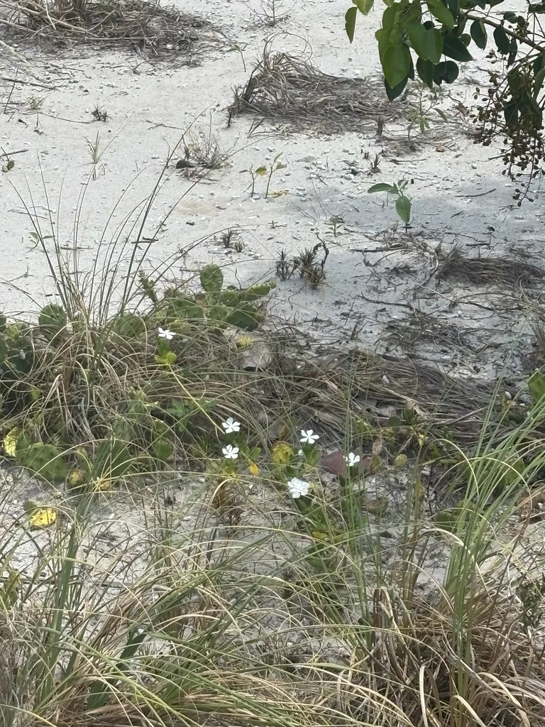 Catharanthus Roseus