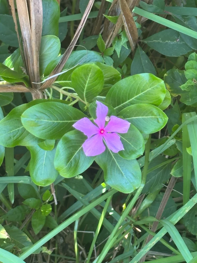 Catharanthus Roseus