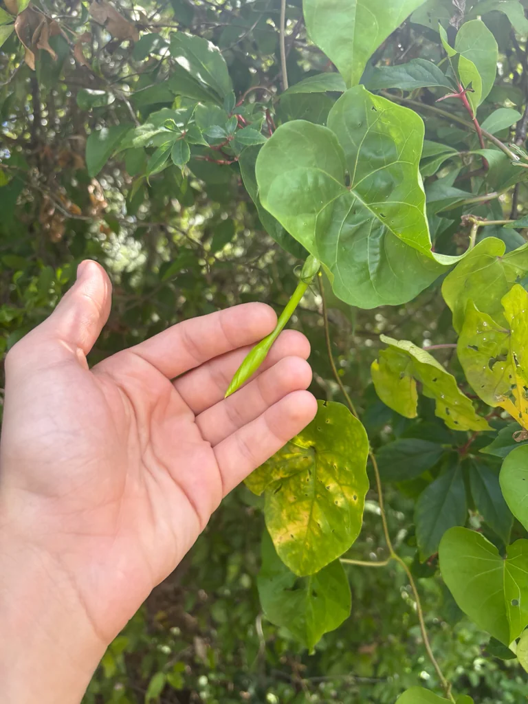 Ipomoea Alba