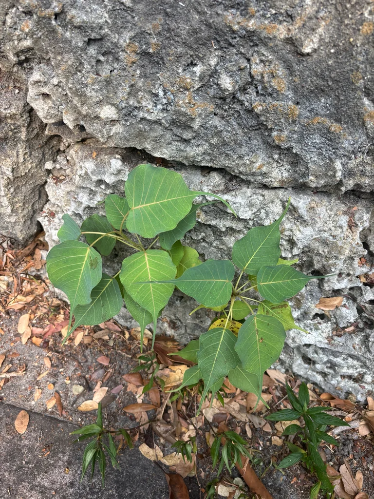 Ficus Religiosa