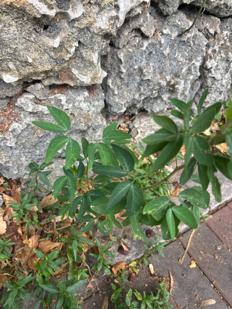 Pithecellobium Dulce