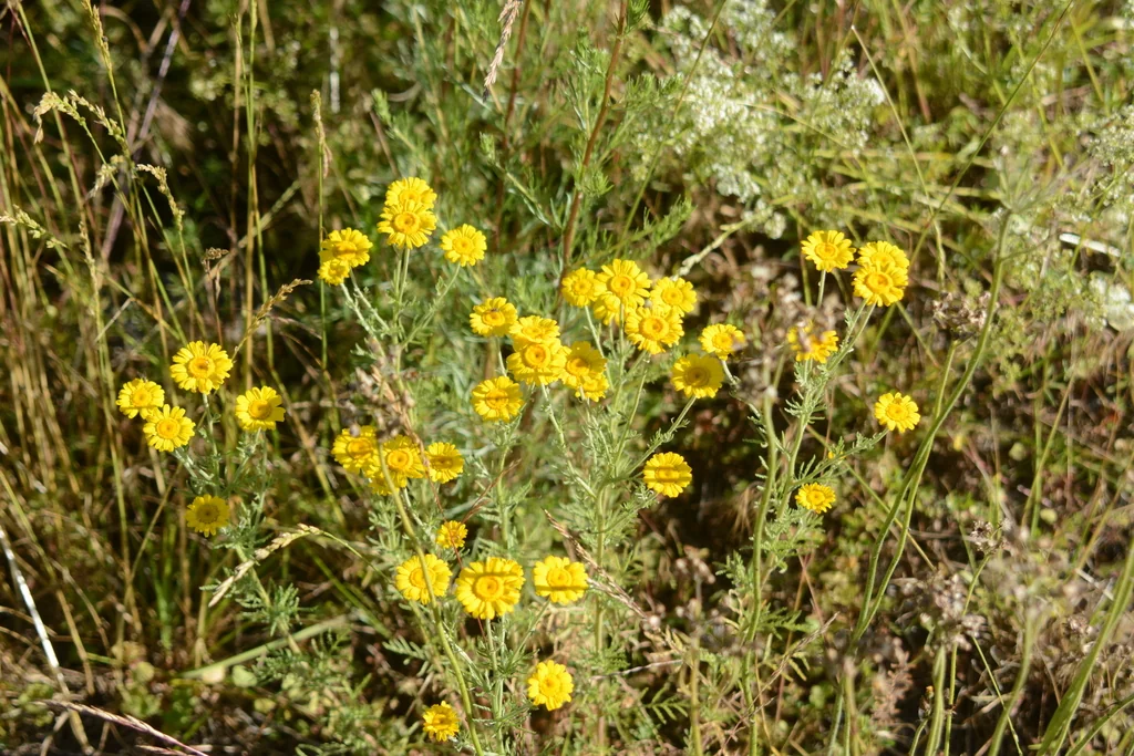 Anthemis Tinctoria