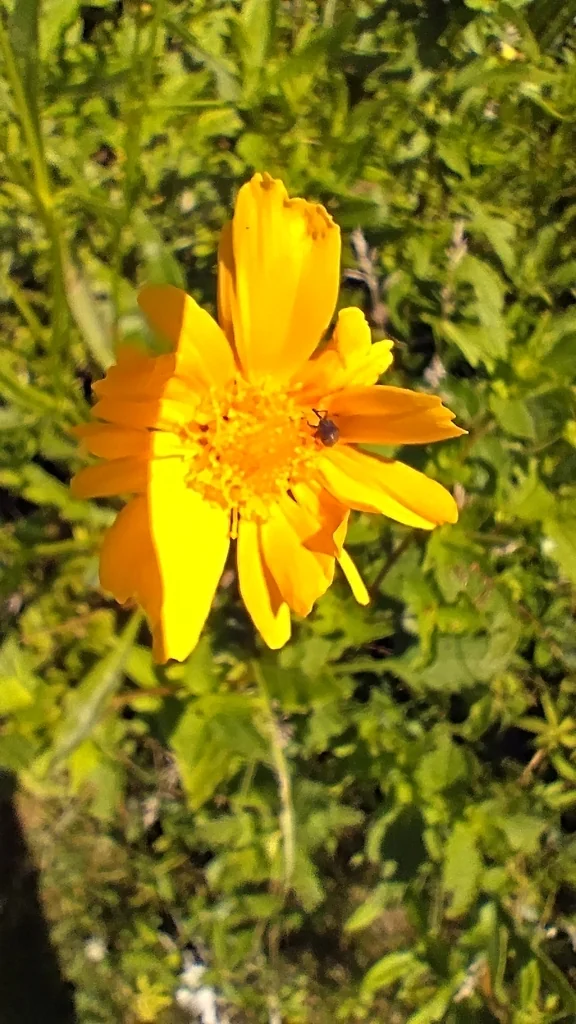 Coreopsis Lanceolata