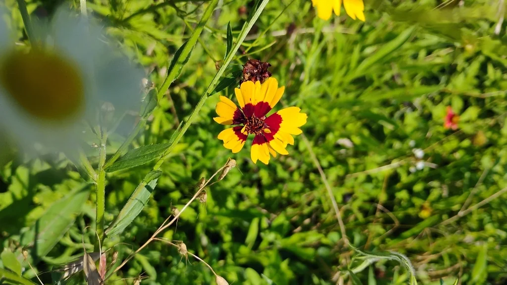 Coreopsis Tinctoria