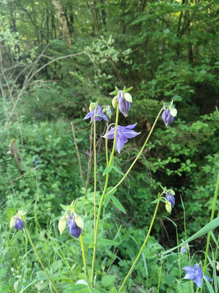 Aquilegia Vulgaris